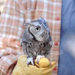 Owl screech eastern owls easter