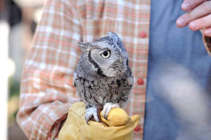 Owl screech eastern owls easter