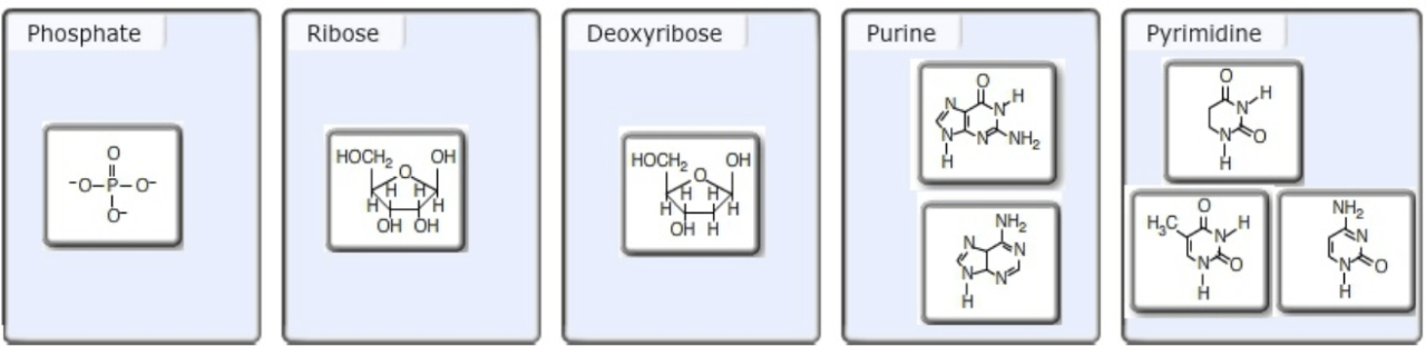 Sort these nucleotide building blocks