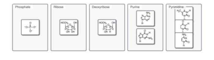 Nucleic acids help nucleotides these dna rna chains made consist constants item solved chegg blocks nucleotide building phosphate sort classification