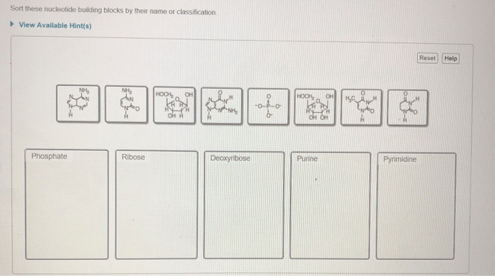 Sort these nucleotide building blocks