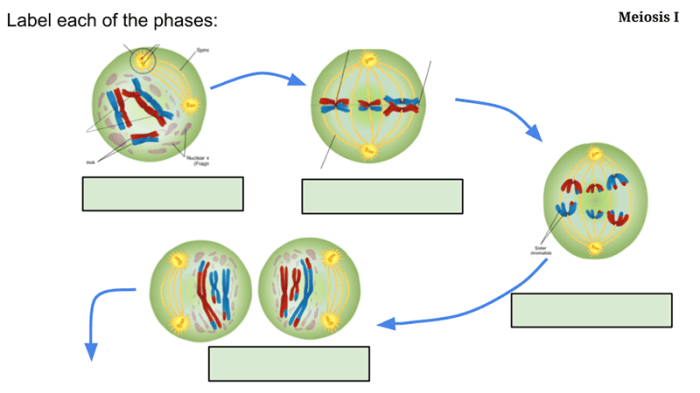 Modeling meiosis activity answer key