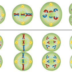 Modeling meiosis activity answer key