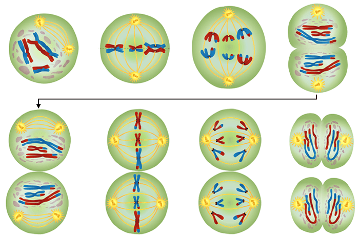 Modeling meiosis activity answer key