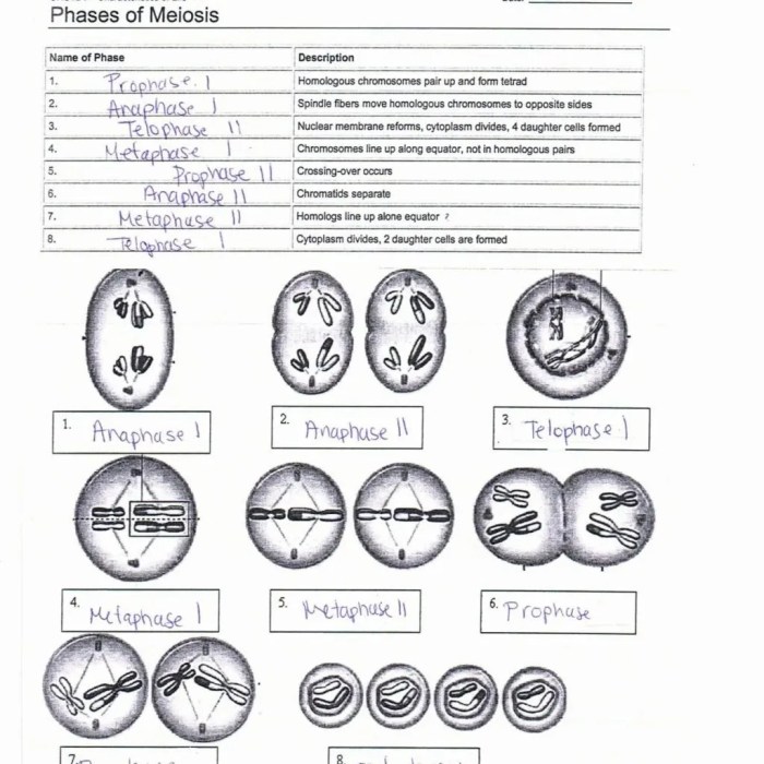 Modeling meiosis activity answer key