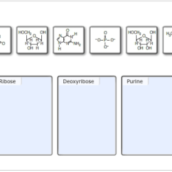 Nucleotide blocks classification produced enzyme symplastic chegg symplast apoplast