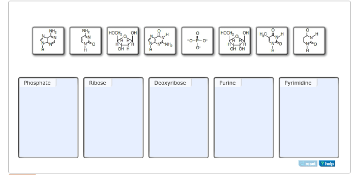 Nucleotide blocks classification produced enzyme symplastic chegg symplast apoplast