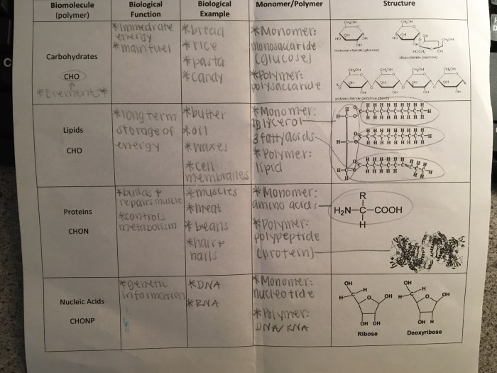 Amoeba sisters video recap cell transport worksheet answers