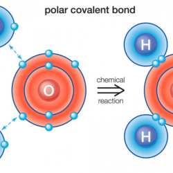 Which molecule or compound below contains a polar covalent bond